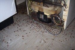 Результаты обработки и уничтожения тараканов №1