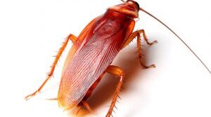 Чего боятся тараканы в квартире?