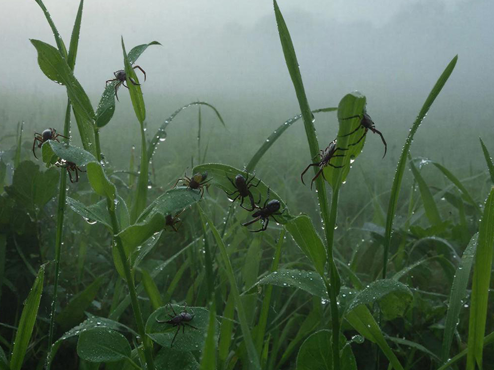 Обработка участков от клещей